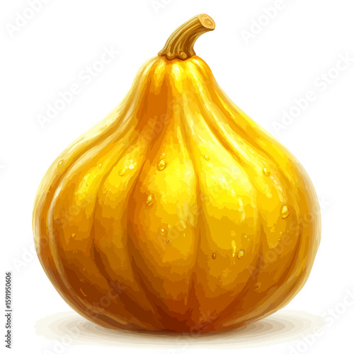 Acorn squash isolated on white 