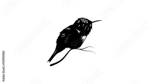 Scintillant Hummingbird, black isolated silhouette