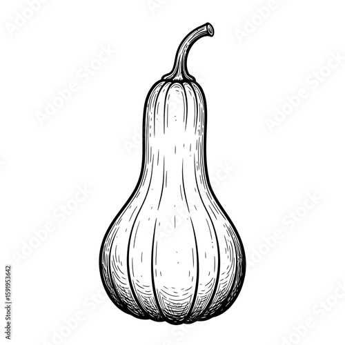 Detailed black and white ink sketch of a butternut squash on a white background