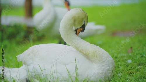 Two white swans swim in the lake and rest on the grass