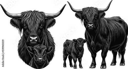 Illustration of highland cattle family with a cow calf and headshot on a white background