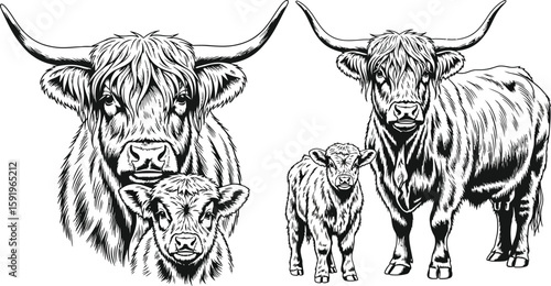 Illustration of two highland cows with calves in black and white vector format drawing style