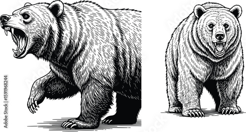 Two black and white drawings of a bear one roaring and the other standing looking forward drawn in detail