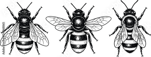 Three detailed monochrome illustrations of honeybees with wings spread on a white background