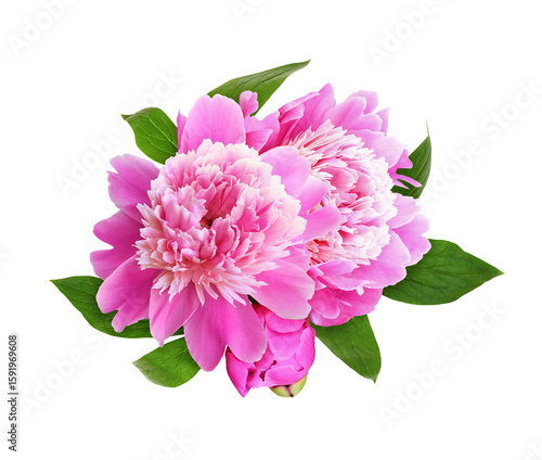 Pink peony flowers and bud ...