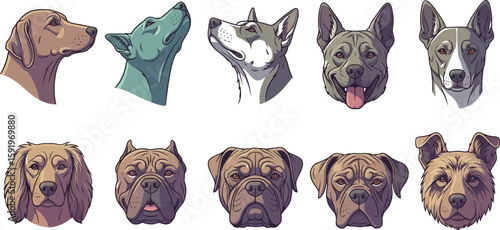 Collection of ten different dog breeds illustrated with various head positions and coat colors