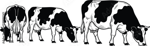 Three black and white cows grazing on grass in a row with one cow facing away from the viewer image
