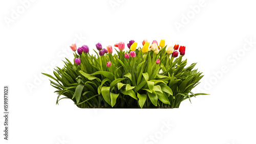 pink tulips on white background