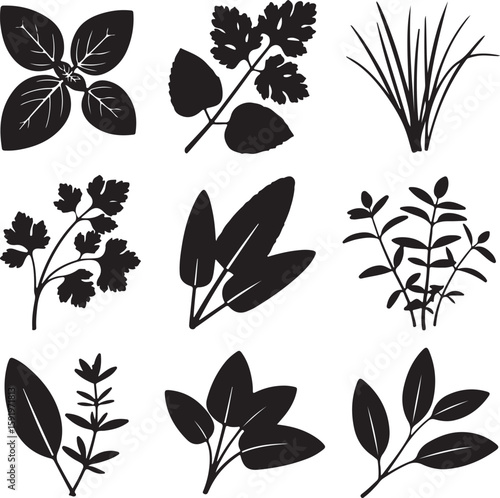 Black herb leaf silhouettes basil cilantro