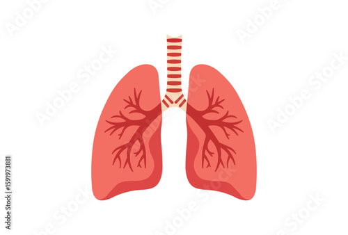 Anatomy of the Lungs Organ System vector illustration.
