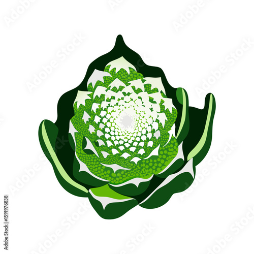 Romanesco vector illustration with fresh design for healthy eating and cooking	concept