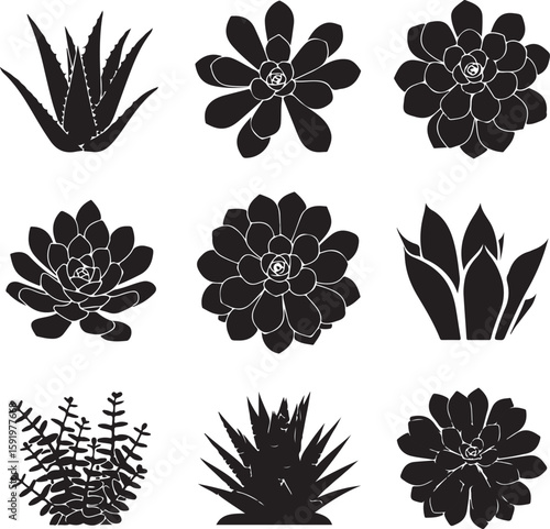 Succulent plant silhouettes aloe echeveria