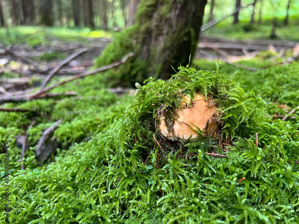 Obraz premium A close-up of edible brown cap Penny bun or boletus edulis mushroom emerging from lush green moss in serene summer fairy tale forest