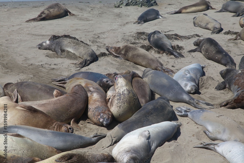 Fototapeta premium Group of elephant seals resting on a sandy beach. Big Sur, California.