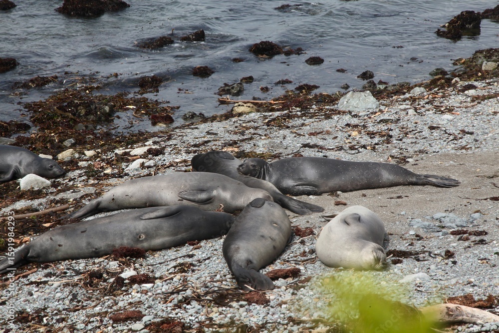 Fototapeta premium Group of elephant seals resting on a rocky beach by the sea. Big Sur, California.