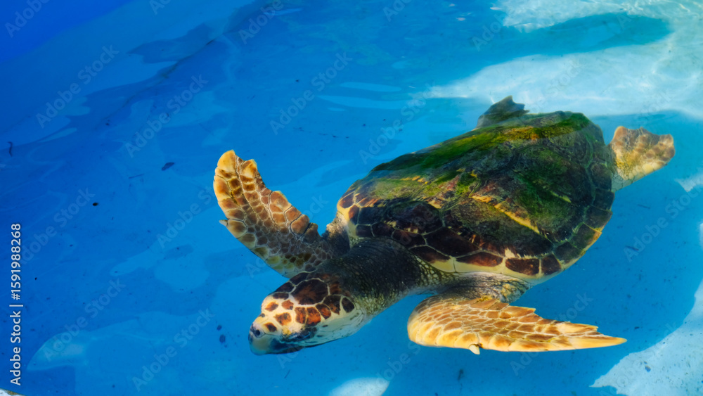 Obraz premium スイスイ泳ぐカメ