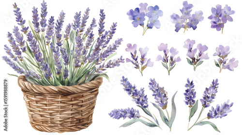 Hand drawn watercolor clip art of a rustic wicker basket full of fresh lavender sprigs, loose petals falling, soft purple and green tones. Perfect for boho weddings, spring journals, French inspired p