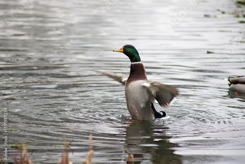 Photography L'anatra