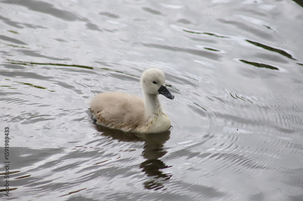 baby cigno baby cigno