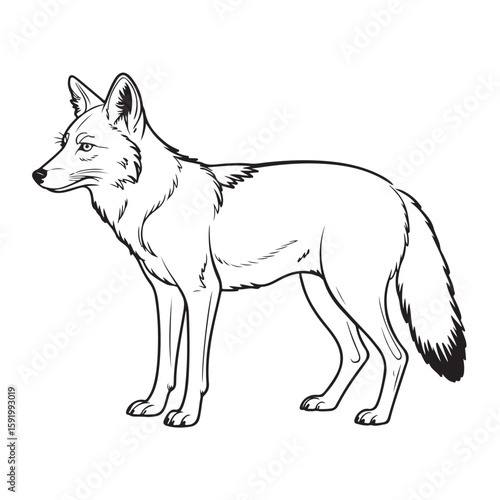 A Black and White Line Drawing of a Standing Coyote