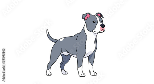 Blue pitbull terrier dog standing proudly a loyal companion breed