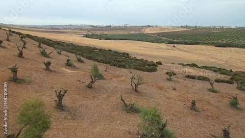 Arid hillside with rows of olive trees, dry landscape contrasts with green groves and distant village in Andalusia, Spain. Aerial forward