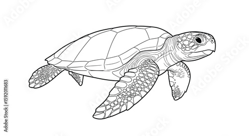 Detailed realistic sea turtle illustration for marine life education and design projects