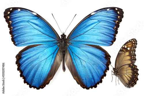 Blue morpho butterfly showing two views in detailed close-up on white background