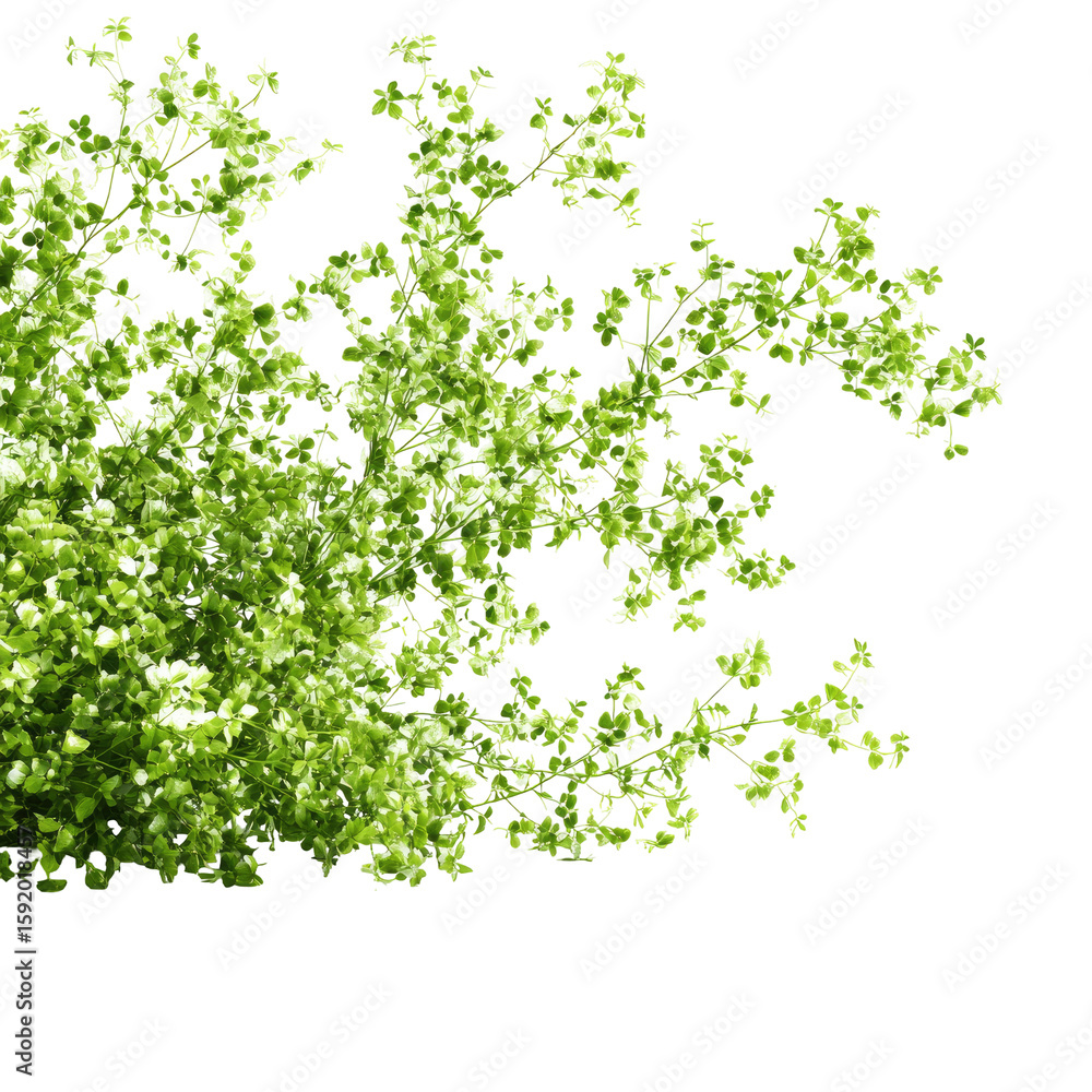 Abstract leafy design Abstract leafy design