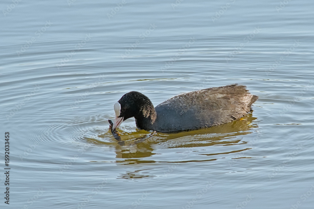 Fototapeta premium Eurasian coot swimming in a in Bourgoyen nature reserve, Ghent, Flanders, Belgium - Fulica atra 