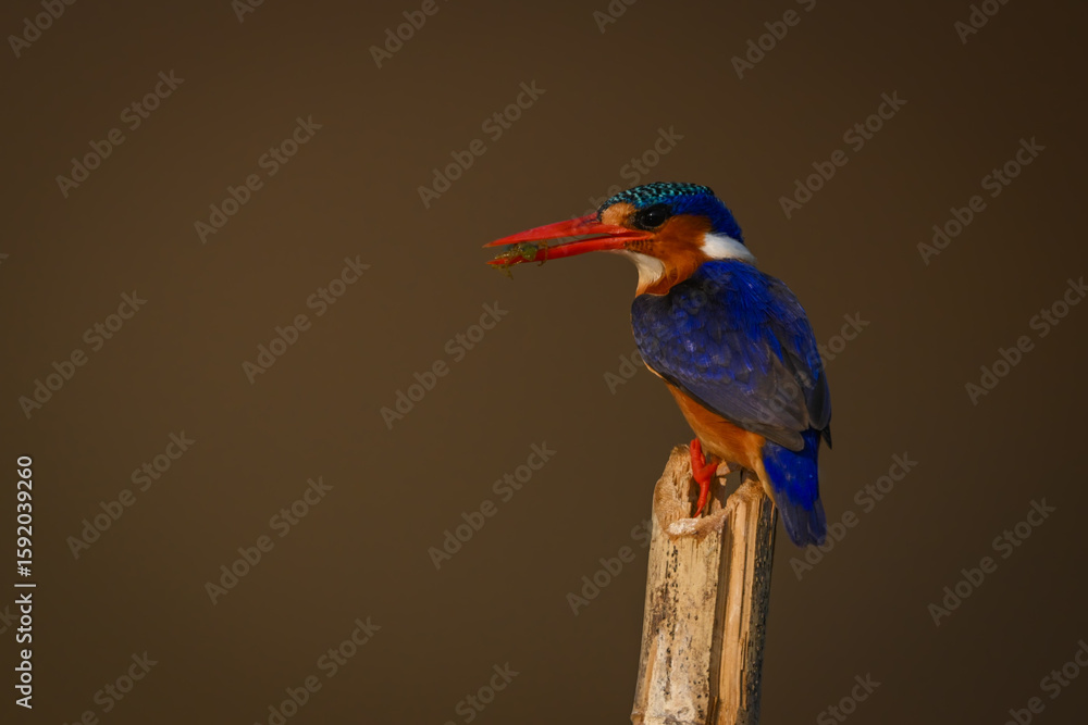 Obraz premium Malachite kingfisher holds bug on bamboo post