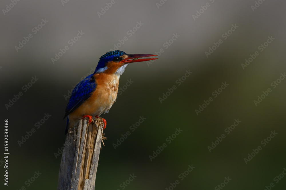 Obraz premium Malachite kingfisher holds insect on split post