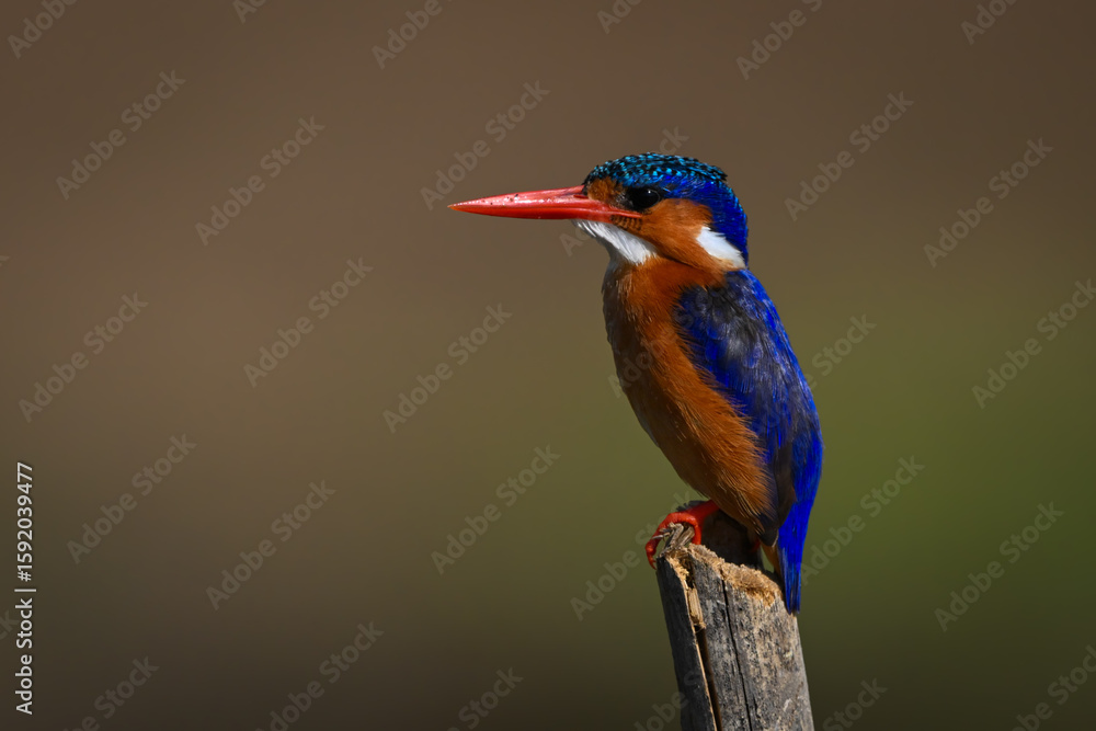 Fototapeta premium Malachite kingfisher in profile on tilting post