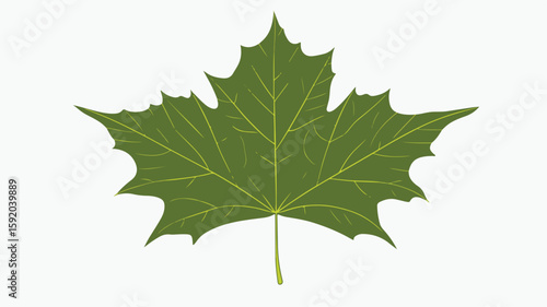 Sycamore Leaf Silhouette Vector for Design Projects