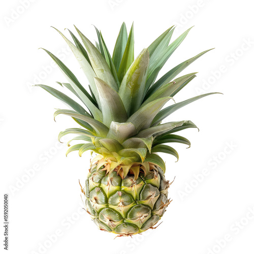 Close-up of a small pineapple.  Bright, light green leaves radiate from a pale yellow-green fruit base.  Isolated on black