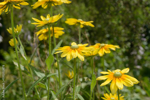 "Gloriosa Daisy" type of Rudbeckia, cultivars of Rudbeckia hirta