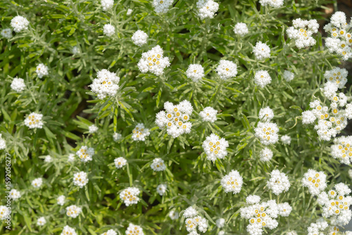 Fotografi top down view of Anaphalis margaritacea or Western pearly everlasting in a garde