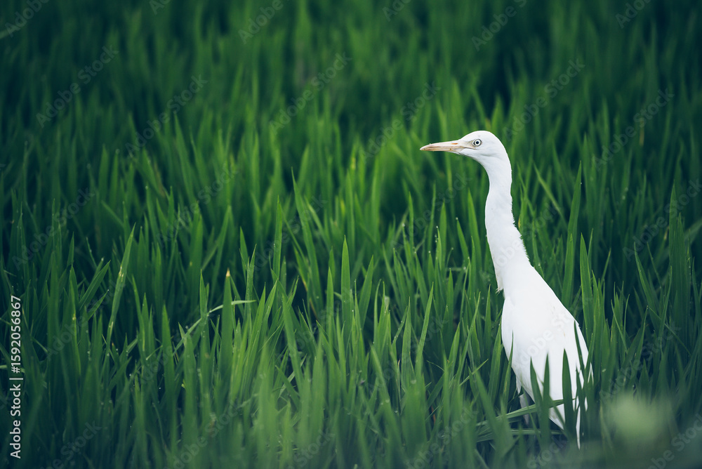 Ecological Rice Paddy With White Cormorant And Lush Green Fields Ecological Rice Paddy With White Cormorant And Lush Green Fields