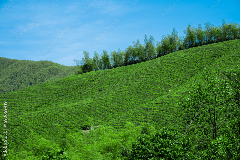 Obraz premium Vast Tea Plantation And Bamboo Forest Under Clear Blue Sky Photo