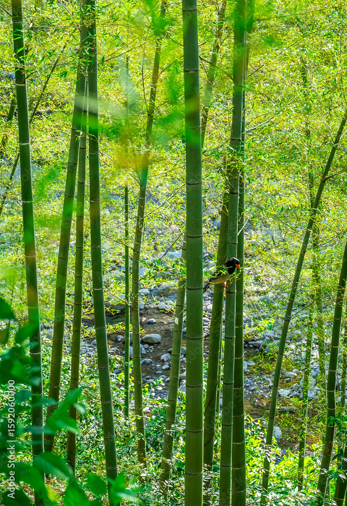 Fototapeta premium Wild Bird Resting Peacefully Among Bamboo Stalks In Forest
