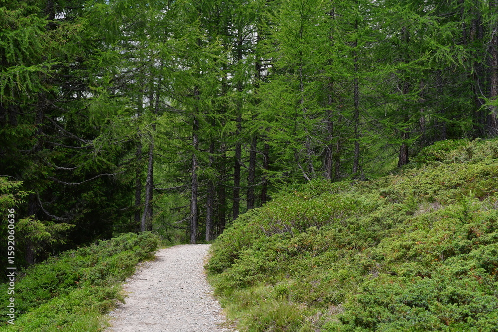 Obraz premium Ein Wanderweg im Ultental in Südtirol 