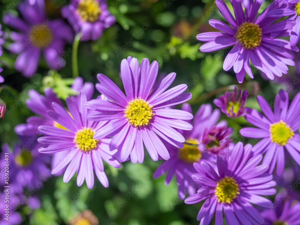 Vibrant Purple Chrysanthemum Blooms Close Up Floral Photography Vibrant Purple Chrysanthemum Blooms Close Up Floral Photography