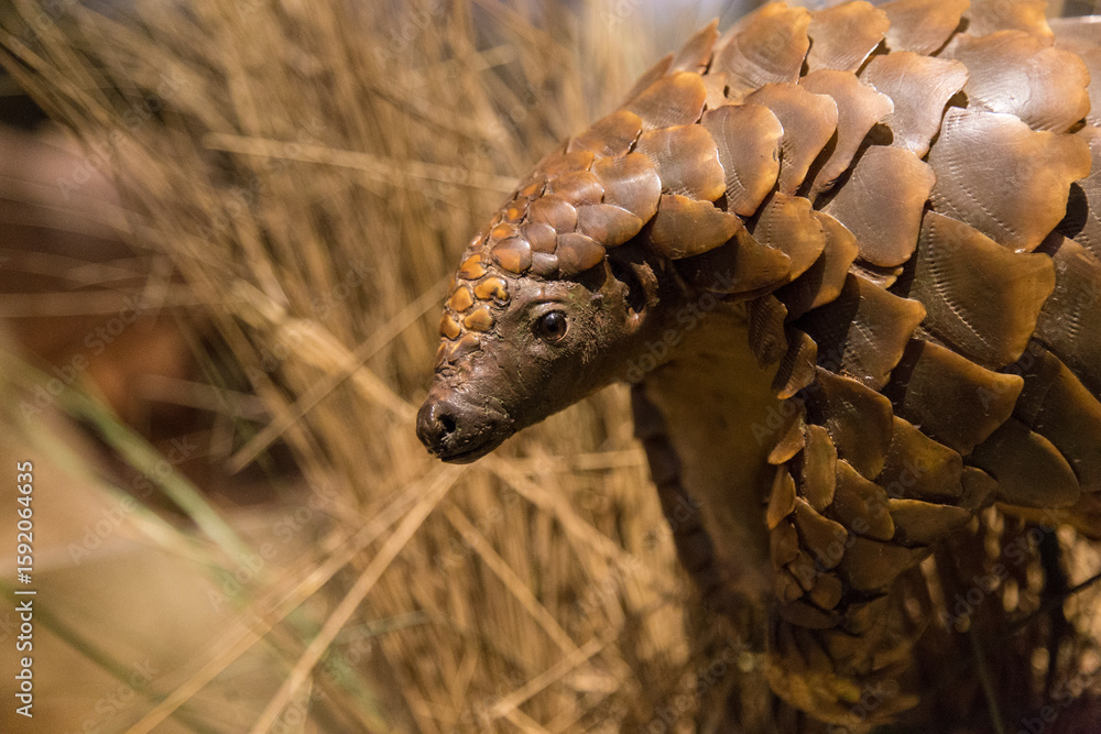 Obraz premium Solitary Pangolin Scales Close Up In Natural Forest Habitat Under Soft Light