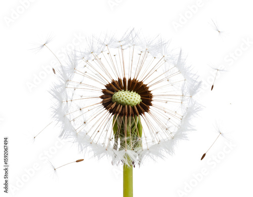 Wallpaper Mural Hyper realistic dandelion seed head blowing in wind, isolated on a transparent background Torontodigital.ca