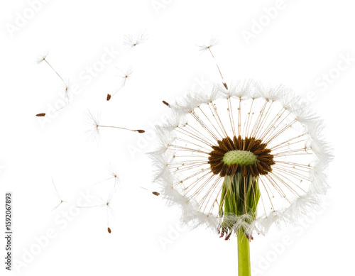 Wallpaper Mural Hyper realistic dandelion seed head blowing in wind, isolated on a transparent background Torontodigital.ca