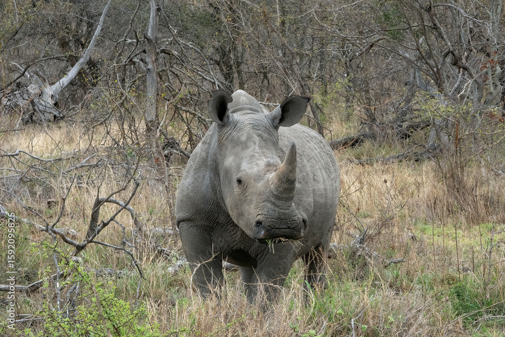Fototapeta premium Rhinocéros 