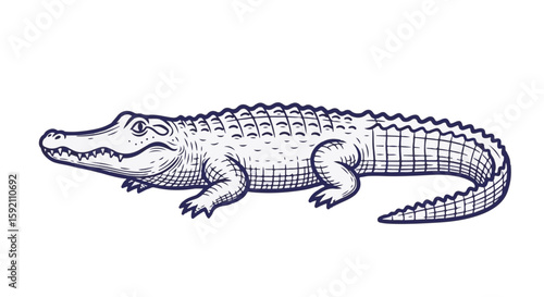 Alligator illustration shows a detailed drawing of reptile with textured skin and powerful tail, emphasizing realistic animal features.
