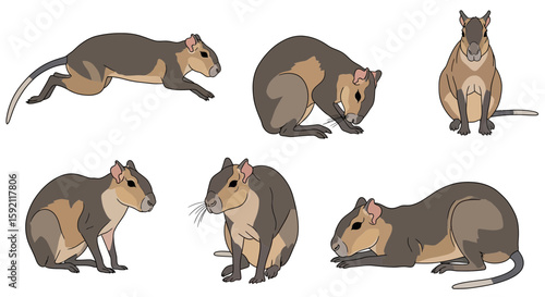 Agouti animals in various poses showcasing movement and behavior  