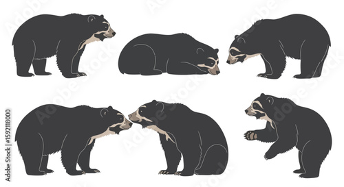 Andean bears in various poses showing different actions and behaviors  