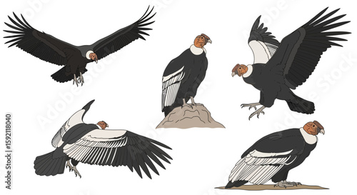 Andean Condors in various positions, flying and perched on rocks  